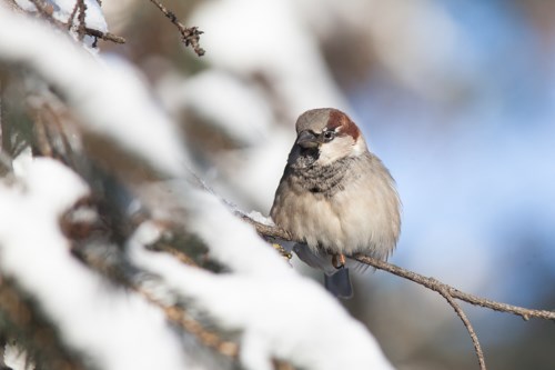 A small brown and black bird perched on a snowy spruce tree.