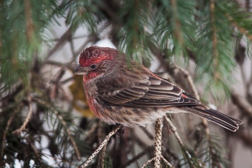A small brown bird with a reddish head.