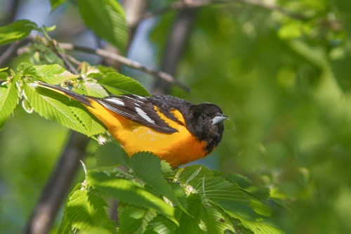 A small black and orange bird perched among the leaves.