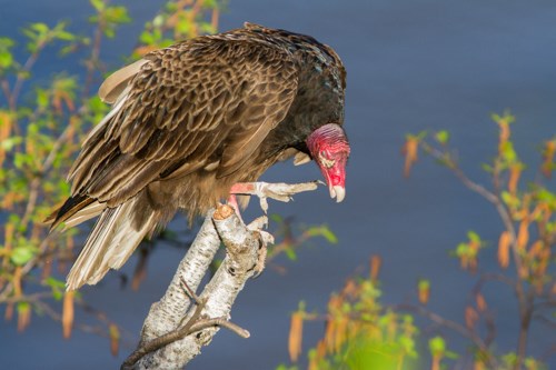 A large black bird with a red head scratches its bill.