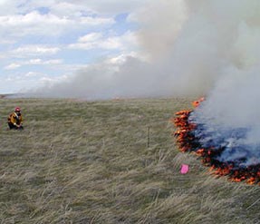 Staff watches a controlled prairie fire burns
