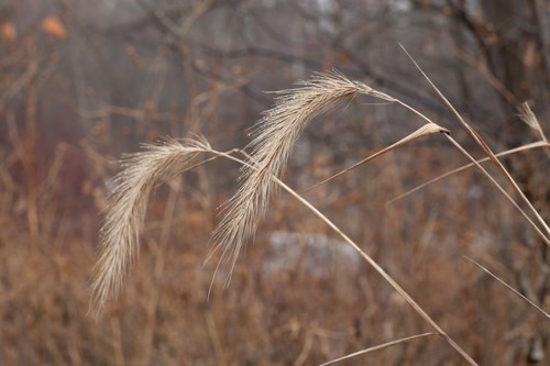 Two tan-colored, drooping grass seed heads.