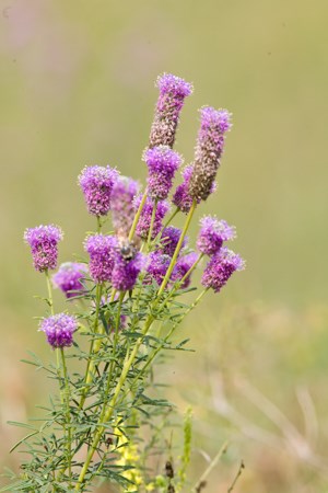 Purple flowers adorn the top of a green plant.