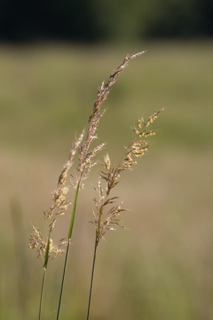 Several stems of grass with large brown seed heads.