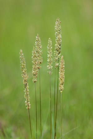 Several stems of green grass with large green seed heads.