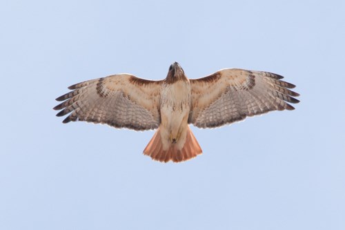 A large bird with a red tail soars overhead.