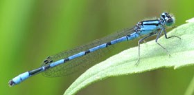 A small blue and black damselfly perched on a green leaf.