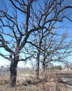 A bur oak tree shows off its gnarled and many branches.