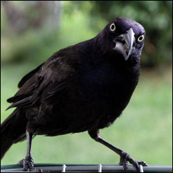 A black bird with yellow eyes sitting on a railing.