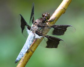 A dragonfly sits on a dried grass stem.