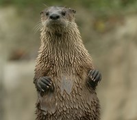 A river otter stands upright looking at the photographer.