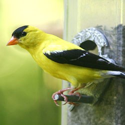 A gold-colored bird with black wings and cap sits on a birdfeeder peg.