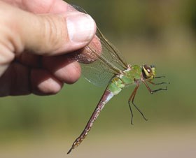 A person holds a bright green and rusty red dragonfly.