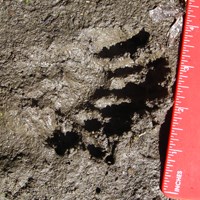 Otter tracks in mud.