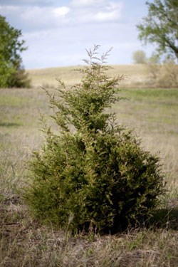 a cedar tree grows in the middle of prairie
