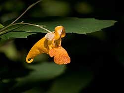 A bright orange flower hangs from a stem among green leaves.