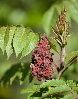 A red sumac flower sits on a branch surrounded by green leafs