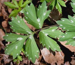 The white-spotted leaves of Virginia Waterleaf.