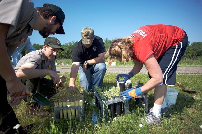 Four people inspecting and handling prairie seedlings