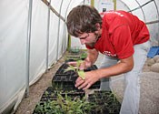 Ranger Burns cares for seedlings in a greenhouse.