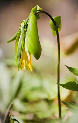 A large-flowered bellwort has a drooping yellow flower and leaves.