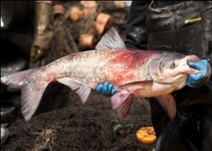 Bighead Carp (Hypophthalmichthys nobilis)