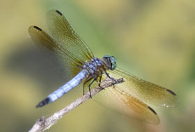 A blue dasher perched beside a pond watching for insect prey.