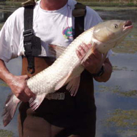 Grass Carp (USGS)