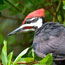 A pileated woodpecker sits in a bush.