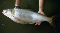 Silver Carp (USGS/Auburn Univ)
