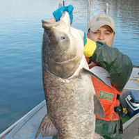 Bighead Carp