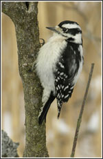 Woodpecker resting on a tree branch.