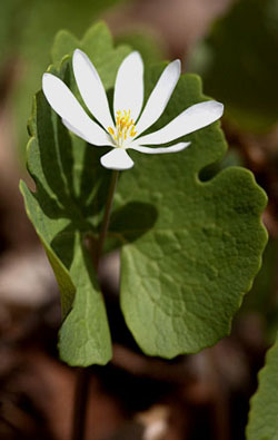 A single white blossom with yellow stamens and the big, wrap-around leaf point to this plant being a bloodroot.