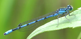 A beautiful blue and black Bluet damselfly perches on a leaf.