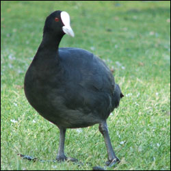 An American Coot stands on a grassy lawn.