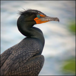 A cormorant sits at the edge of a pond.