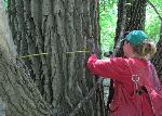 Measuring trees