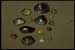 A collection of different species of mussels.