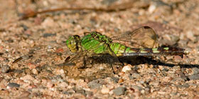 A bright green female eastern pondhawk sits perched on the ground.