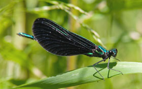 An ebony jewelwing damselfly, with its large black wings and emerald body, is one of our most spectacular insects.