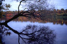 A dark branch of a tree over the Mississippi.