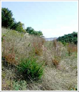 Native Minnesota Prairie