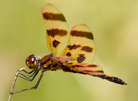 A halloween pennant dragonfly perched on top of a twig.