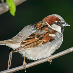 A house sparrow sits on a twig.