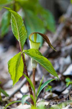 A green jack-in-the-pulpit with its leaves and unusual flower.
