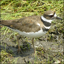 A killdeer walks through a muddy field.
