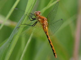 A meadowhawk perches amidst the grass.