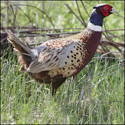 A ring-necked pheasant walks through the grass.