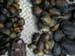 Sorted mussels.