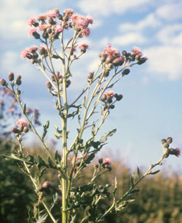 Canada thistle